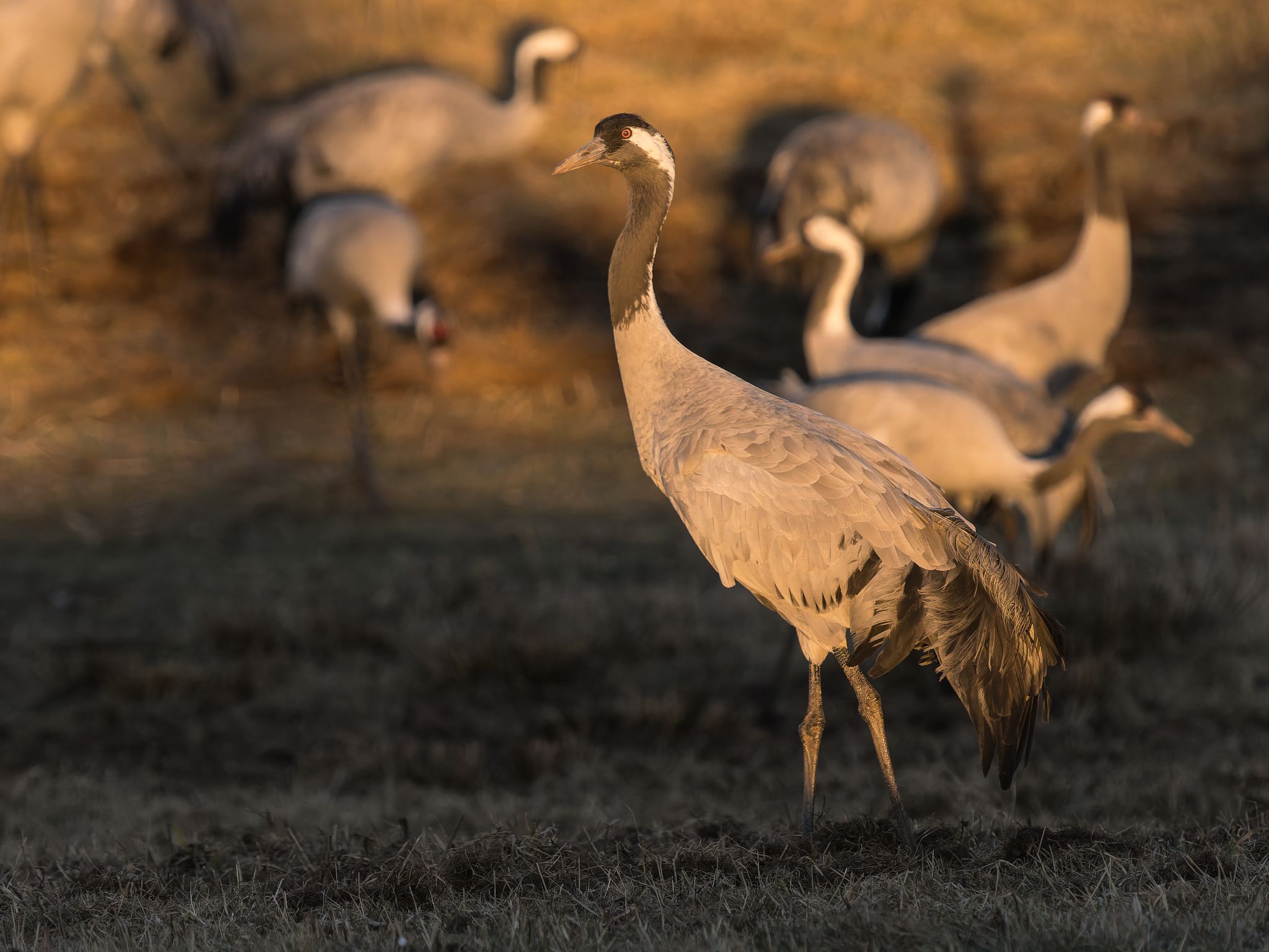 203 250322 1758 H  1HR0412 DxO DeepPRIME XD2s